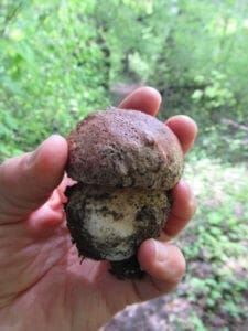 These are  the mushrooms -boletes- I found  last Sat.